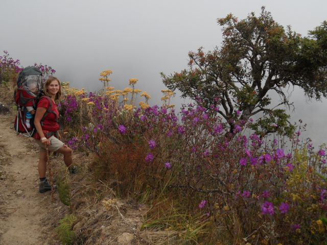 Mulanje Flowers in the Mist: all part of the feeling that one has ascended into another higher world