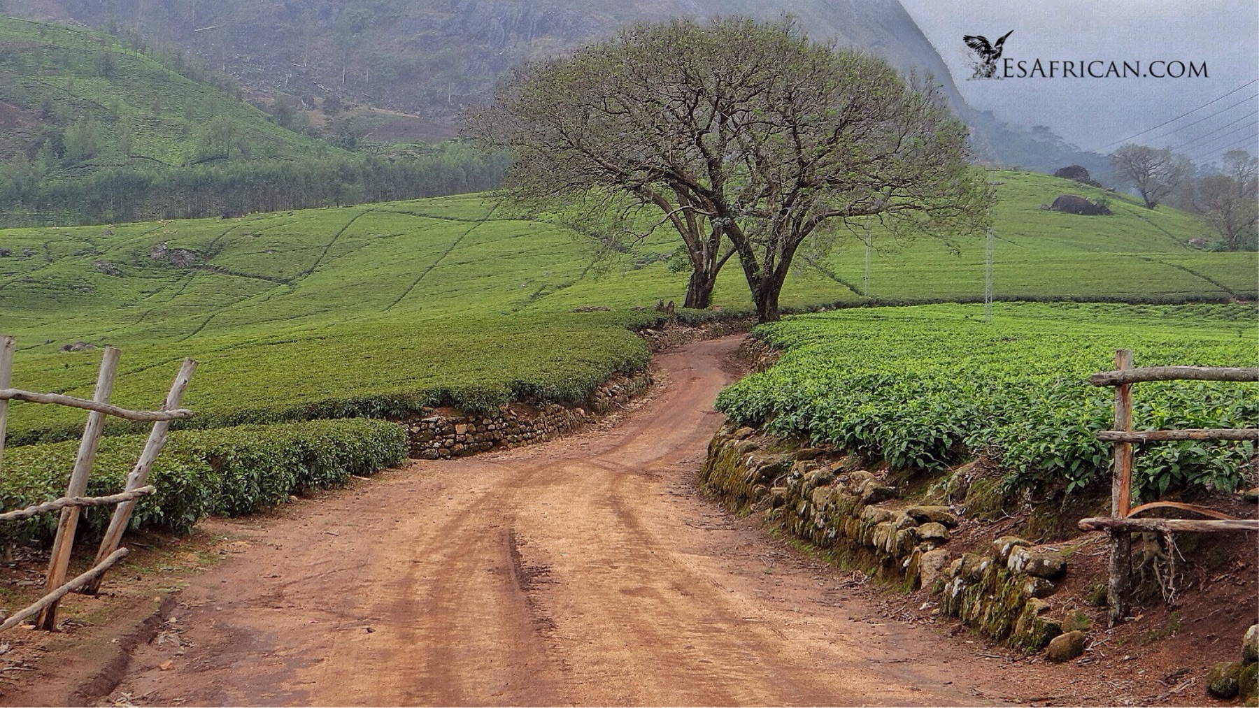 Through the large Lujeri Tea Estate to important Mulanje Mountain paths
