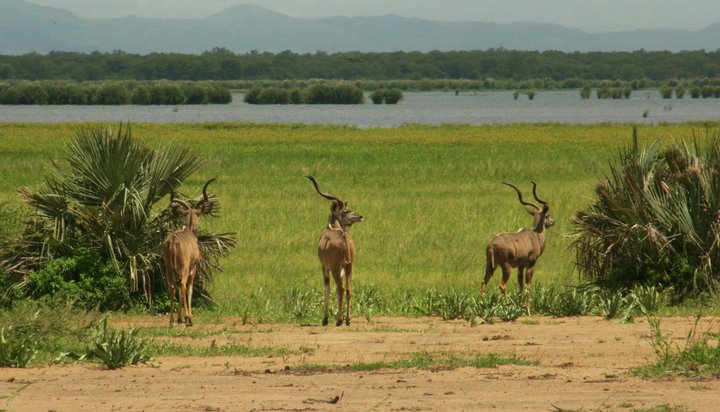 Antelope near Bushman's Baobabs
