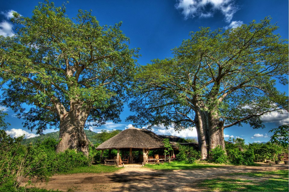 A place among the baobabs