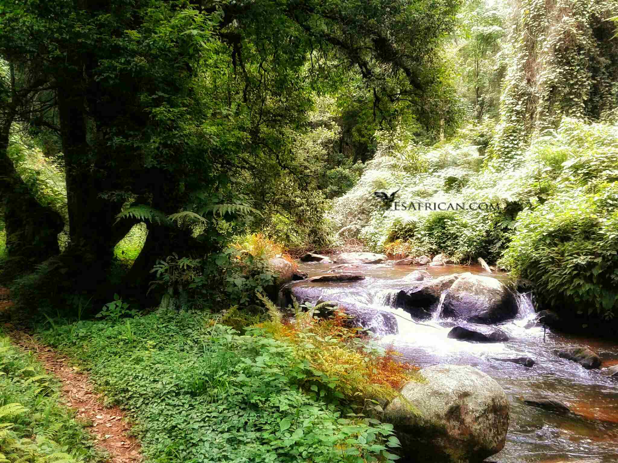 Walk by the Mulunguzi on Zomba Plateau