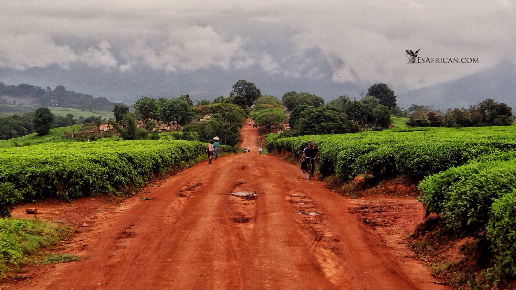Although the main roads are well known visitors may find they need other roads. Unless the driver is local to the area there are many opportunities for getting lost. This road is one of many that form a maze within a tea estate near Mulanje, but this is an important area for reaching some good hiking routes up Mulanje Mountain.